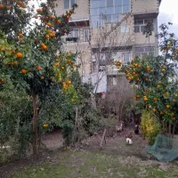 ساختمان تجاری مسکونی قابل معاوضه/تالش/قروق/|فروش خانه و ویلا|تالش, هشتپر|دیوار