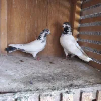 نرو ماده کله دم سبز کاشونی پرشی میل بازیکن ذات دار