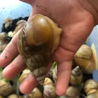 حلزون آلبینو