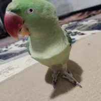 شاه طوطی|پرنده|شیراز, بید زرد|دیوار