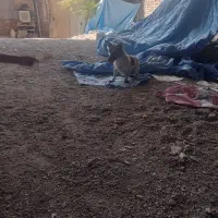 واگذاری سگ پاپی