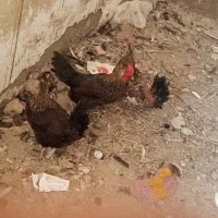 اهواز|حیوانات مزرعه|کارون, |دیوار