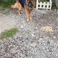 سگ ژرمن