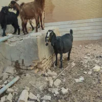 بز و کره و چپیش|حیوانات مزرعه|میبد, |دیوار