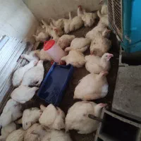 فروش مرغ زنده گوشتی