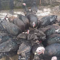 بوقلمون محلی و ارگانیک، طعم اصیل و سلامتی بی‌نظیر