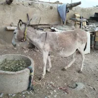 فروشی شیری