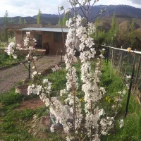 اجاره کوتاه مدت (آب هوای پاک)|اجارهٔ کوتاهمدت ویلا و باغ|طالقان, |دیوار