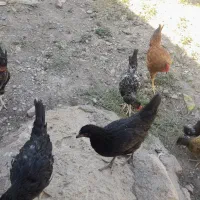 جوجه مرغ و خروس