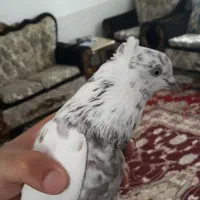 کبوتر پرشی