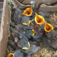 جوجه مینا سالم سرحال