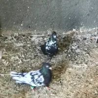 تعدادی کبوتر ناجلد|پرنده|سمنان, |دیوار