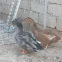 اردک کاکلی