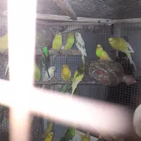 مرغ عشق یکجایی بالغ|پرنده|آق قلا, |دیوار