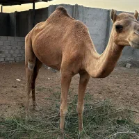 شتر با بچه نر