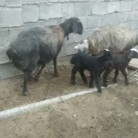 میش بره داشتی