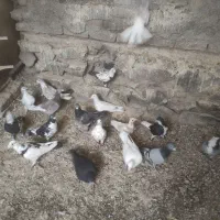 کبوتر پرشی زد و خردی|پرنده|زبرخان, |دیوار