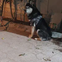 واگذاری سگ هاسکی