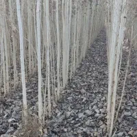 نهال صنوبر تضمینی و قیمت مناسب|خدمات باغبانی و درختکاری|آذرشهر, |دیوار