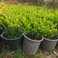 یاس هلندی ، سطل ۱۰ ، ریشه پرس|خدمات باغبانی و درختکاری|واجارگاه, |دیوار