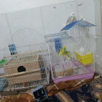 فروش عروس هلندی با مرغ عشق دستی باقفس