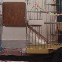 عروس هلندی|پرنده|نورآباد, |دیوار