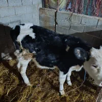 گاوسمیتال جوان|حیوانات مزرعه|کیاشهر, |دیوار