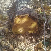 خرید چوب و درخت