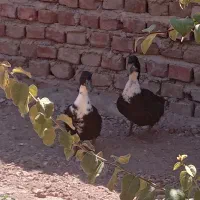 دو اردک ۳ ماهه بازی گوش