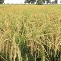 مزرعه پر آب و پر محصول