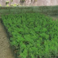 لاوسون ،سروشیراز ،پالم ،افرا|گل و گیاه طبیعی|رودسر, |دیوار