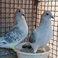 سبز پولکی کرمانی کاکلی