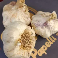 سیر تازه و درشت