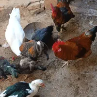 فروش اردک و مرغ ،یکجا