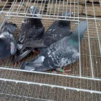 کبوتر پلاکی