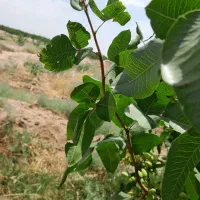 انواع درخت پسته موجود