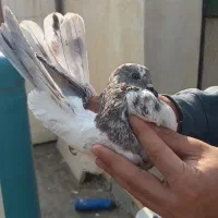 کبوتر پرشی|پرنده|فردیس, سپید دشت|دیوار