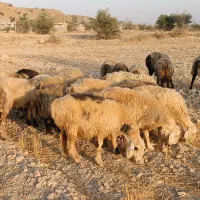 فروش 32 راس میش داشتی ناز آبستن ترکی بختیاری|حیوانات مزرعه|کازرون, |دیوار