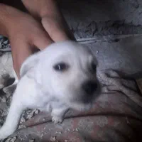 سگ پشمالو|سگ|آستانه اشرفیه, |دیوار