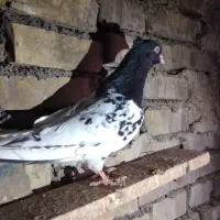 کله سیاه نرمست|پرنده|باوی, |دیوار