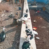 نرو ماده اردک موسکویی|حیوانات مزرعه|تهران, جوادیه|دیوار