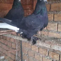 سبز دم سفید نروماده  و سه عدد کهله ای