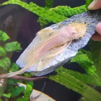 کت ال۱۴۴ و بلک گوست