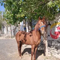 نریون(( معاوضه ))