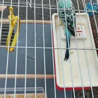 فروش پرنده مرغ عشق|پرنده|سنقر, |دیوار