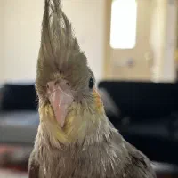 عروس هلندی|پرنده|کرج, اصفهانی‌ها|دیوار