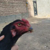 خروس لاری|حیوانات مزرعه|خاو و میرآباد, |دیوار