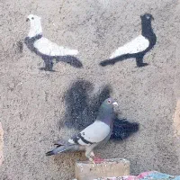 کفتر سبز آلمانی نر قلدور