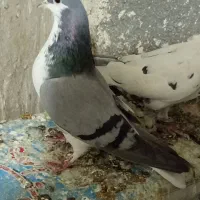 کفتر|پرنده|مشهد, امیرآباد|دیوار