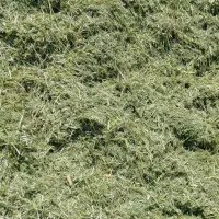 یونجه درجه یک و ارزان